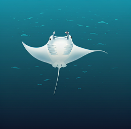 Manta Ray