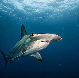 Blue Shark