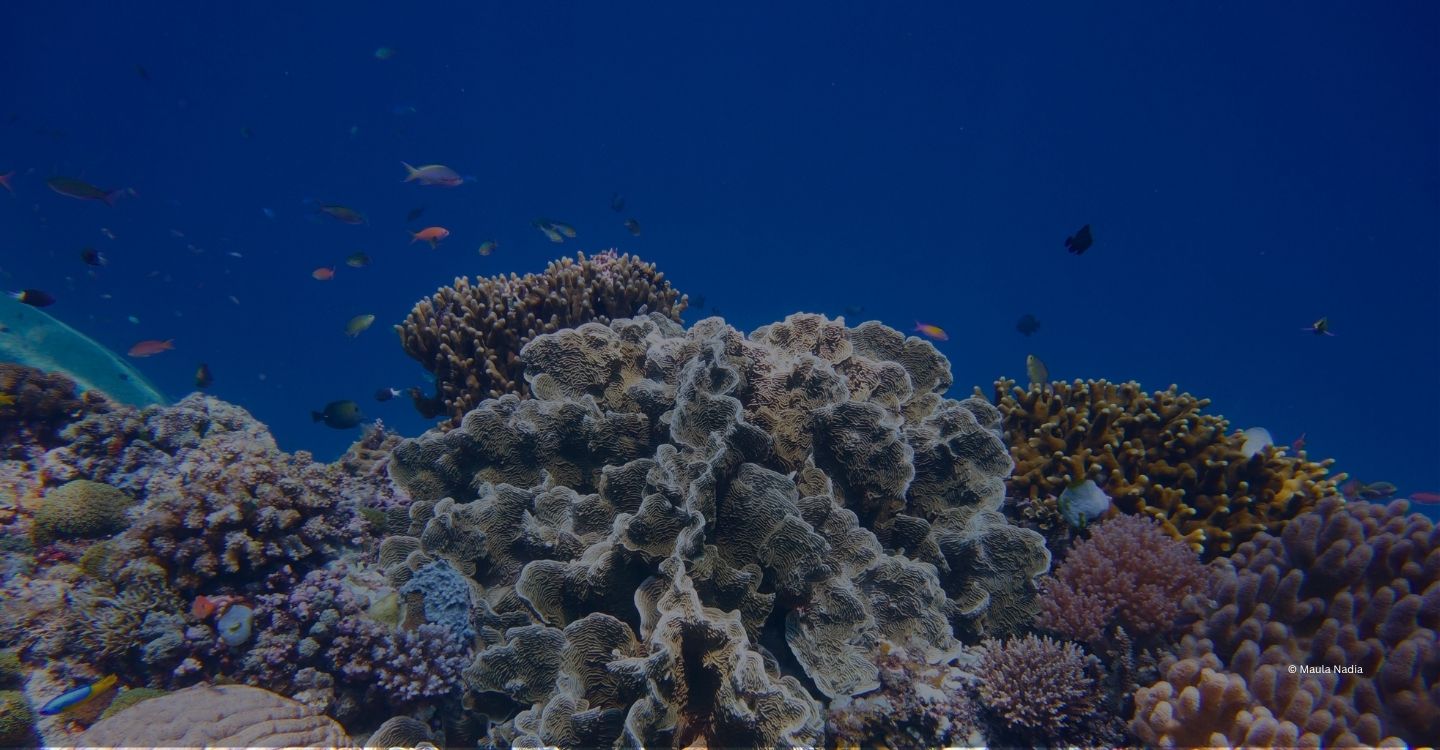 Whale shark conservation