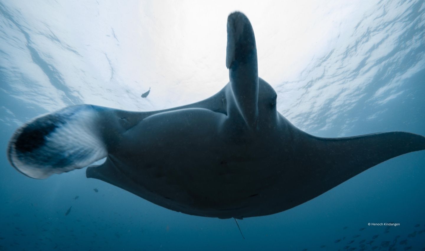 Advocating for Indonesia’s sharks and rays, together
