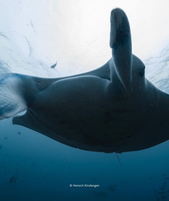 Advocating for Indonesia’s sharks and rays, together