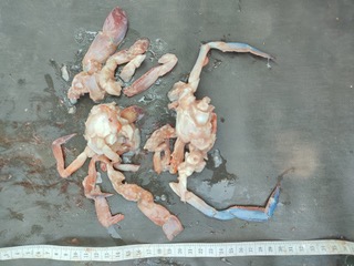 “Love me some shrimp and crabs for dinner, with a side of fish”