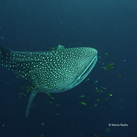 Marine research