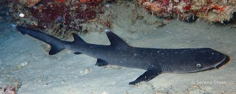 Have you seen an elasmobranch? Report it!