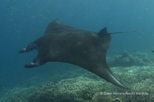Reef Manta Ray
