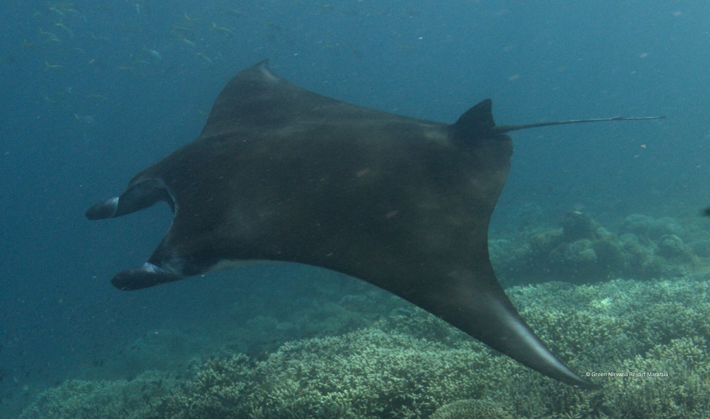 Reef Manta Ray