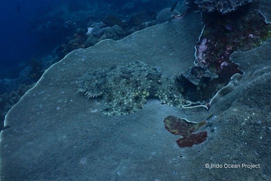 Tasselled Wobbegong
