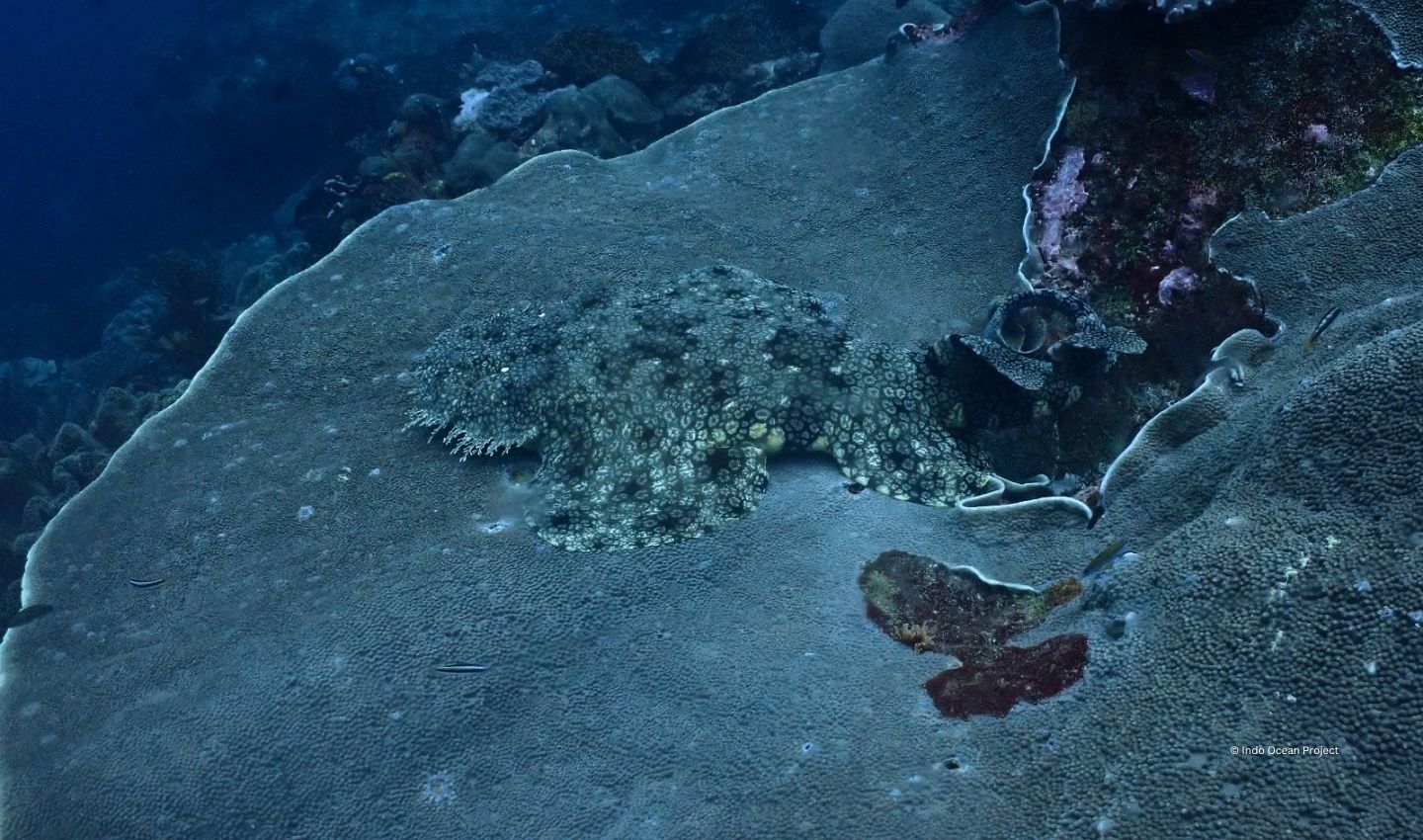 Tasselled Wobbegong