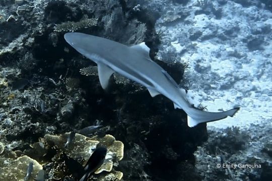 Blacktip Reef Shark