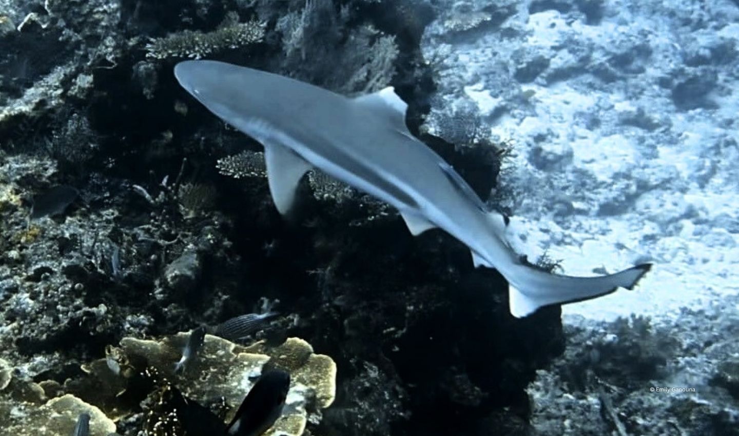 Blacktip Reef Shark