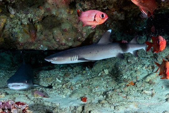 Whitetip Reef Shark