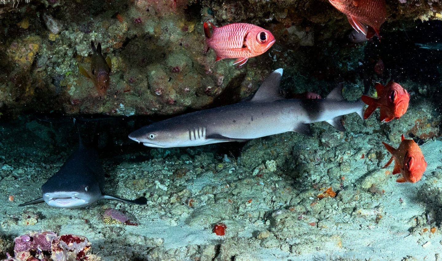 Whitetip Reef Shark